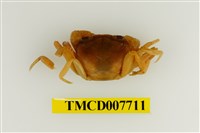 藏品(拉氏清溪蟹)的圖片